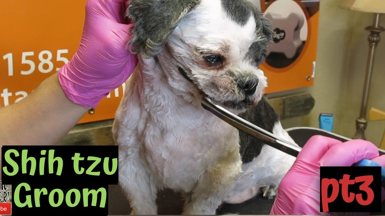 Low maintenance Shih Tzu haircut avoid tangles Pt3 YouTube