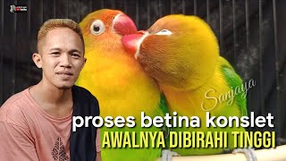 Download lagu PROCESS OF FEMALE LOVEBIRD WITH HIGH DESIRE