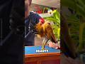 Upright bodied chicken 🐔 #youtubeshorts #video #animals #chicken