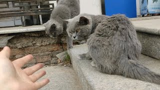 4.25 花店的两只蓝猫(和摸完蓝猫的黑手)