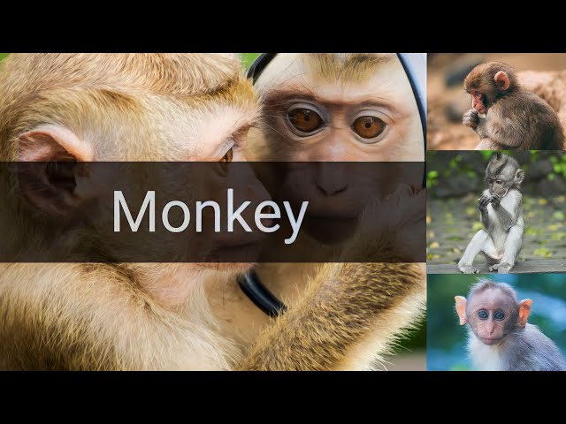 Monkey (Hungry Wild monkey : Apples today, not Bananas) class=