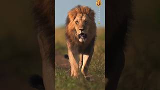 Majestic lion walk #wildlife #lionking #walk #majestic #pride #masai #mara 🎥:talala al