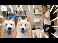 【南瓜PUMPKIN】偷偷調包狗狗，主人擔心到差點送醫？！ #南主人系列 (薩摩耶Samoyed)