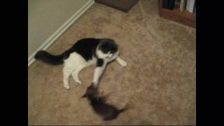 Otto vs. Izzy screenshot 4