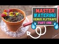 How much  when to water venus flytraps venus flytrap care guide to watering part 1 updated 2023