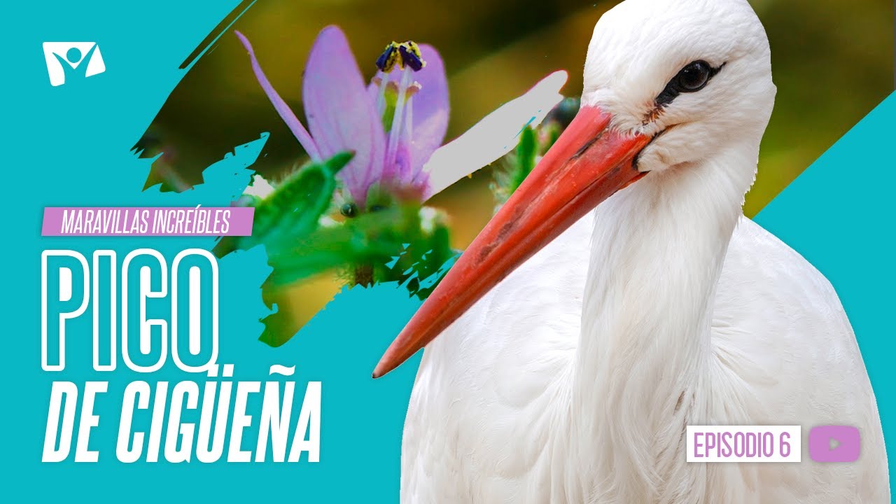 PICO DE CIGÜEÑA 🌱🐦 Maravillas Increíbles 6 - YouTube