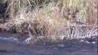 The Headwaters of the Gila River