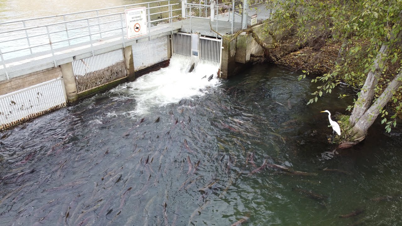 Mokelumne river salmon run 2023 YouTube