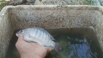 Danau tempe... hasil ikan melimpah...