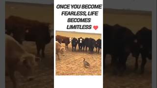 fearless quotes #education #motivational #inspirational#trending #viral