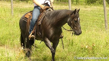 Anie Dot Com***For info, price, etc., go to our website: ValleyViewRanch.net***