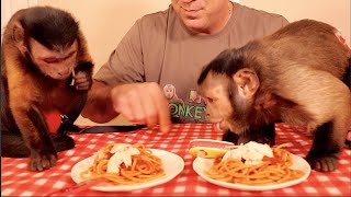 Capuchin Monkey Couple Shares Pasta Dinner!