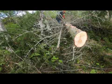 Limbing A Big Tree