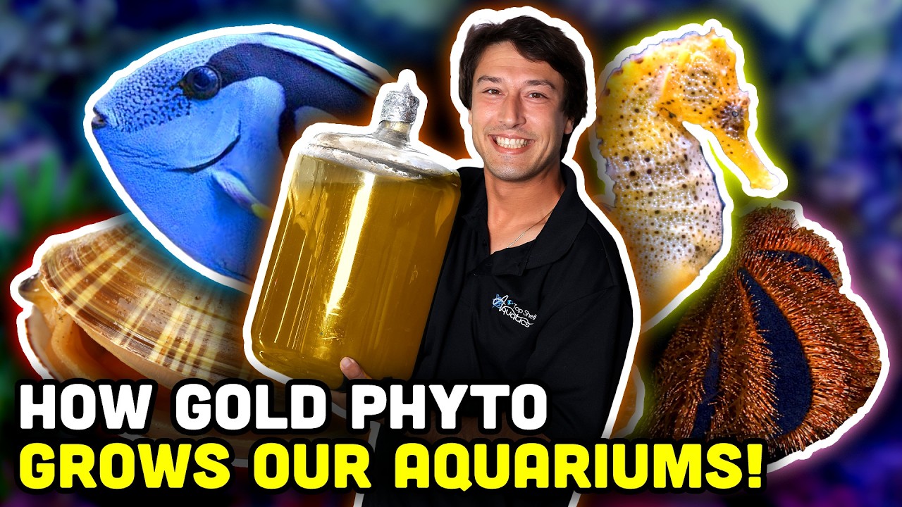 Golden Phytoplankton the KEY to Aquaculture! How to use in YOUR Reef!