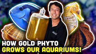 Golden Phytoplankton the KEY to Aquaculture! How to use in YOUR Reef!