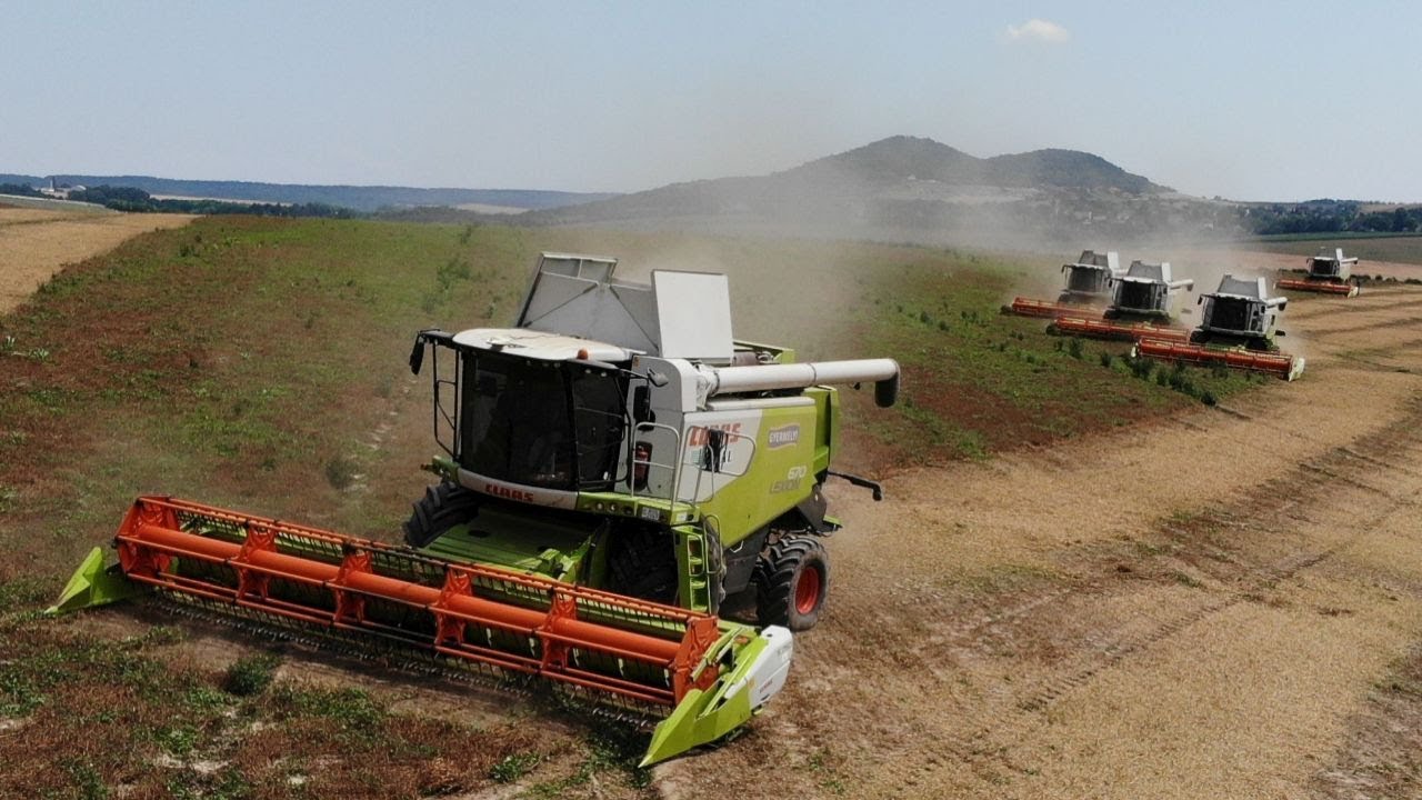 Öt kombájnnal aratták a borsót Gyermelyen - Borsó vetőmag-előállítás 900 hektáron