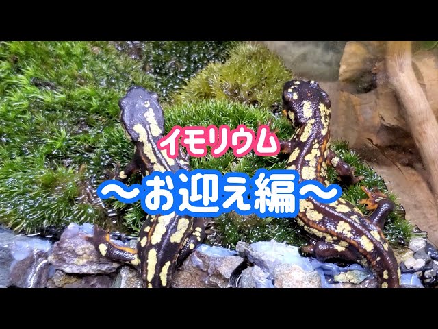 イモリウム 兄貴 イモリウム お迎え編】超極美のイモリをお迎え! - YouTube