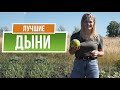 Лучшие сорта дыни для средней полосы ✿ Советы от Garden-zoo