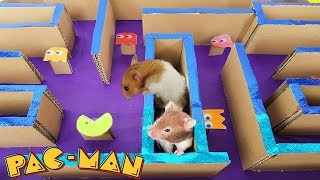 Maze Pacman Race For Three Cute Hamsters Running | LABERINTO PARA HAMSTER