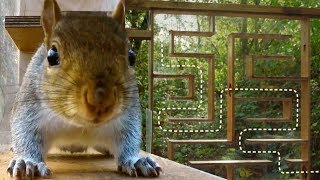 Can Squirrels Solve Mazes? | Earth Unplugged