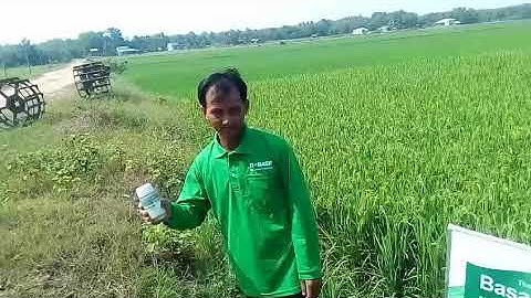 Phun BASAGRAN 480SL khi lúa 45 ngày, cỏ chết đẹp mà lúa vẫn an toàn