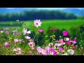 مشاهد لقطات للمونتاج أزهار تتحرك طبيعة خلابة ورود و أزهار جميلة