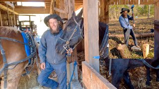 How To Harness & Hitch Up Horses To A Wagon. Also Firewood Chopping Techniques!