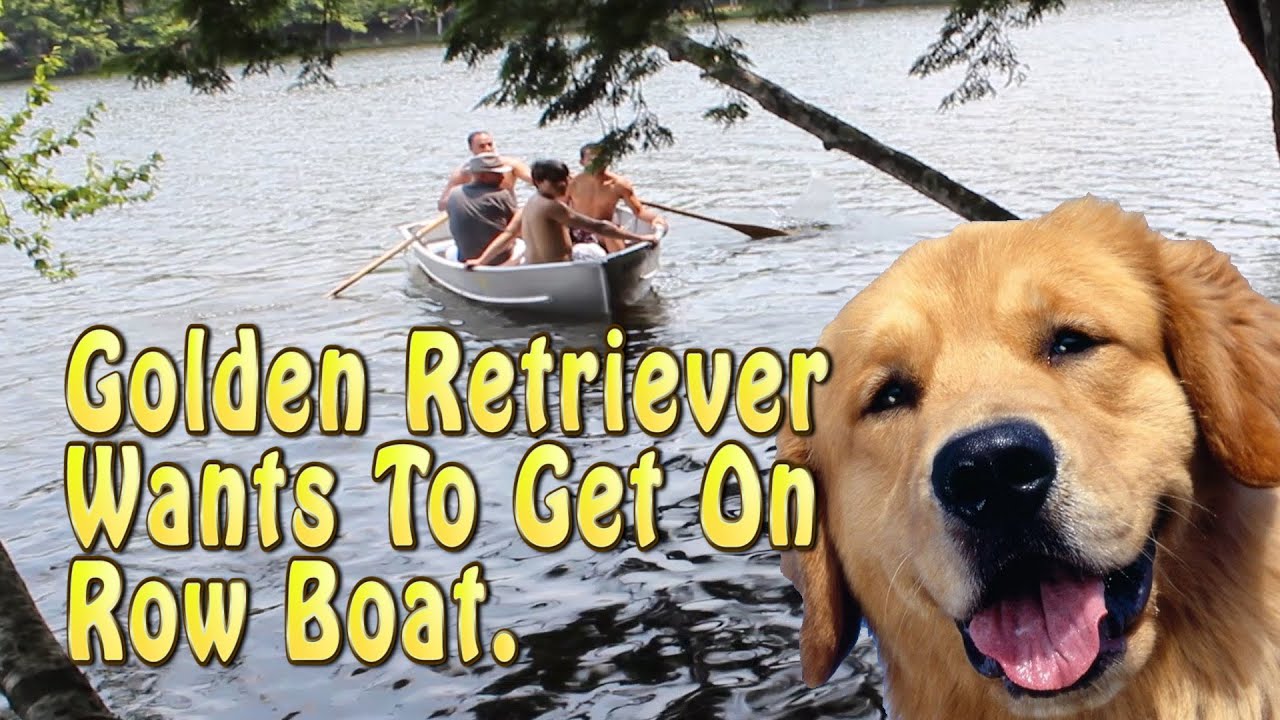 Golden Retriever Jumps Into Lake To Get In Boat - YouTube