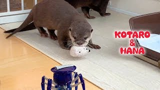 カワウソコタローとハナ　動くおもちゃが怖いハナと余裕のコタロー　Otter Kotaro&Hana Spooked by Moving Toys