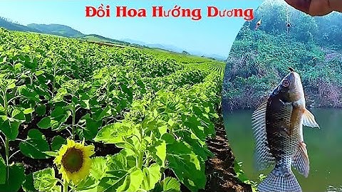 Ghé” Đồi Hoa Hướng Dương Nghĩa Đàn & Chuyến Câu Cá May Mắn / A chất tv