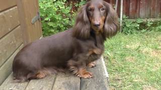 Dachshund long-haired.(Такса длинношёрстная)