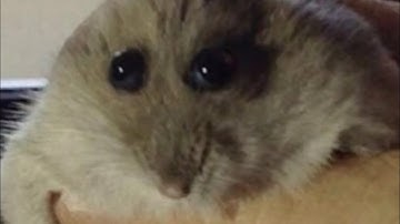 |Lethal Company| Funny moments out of context