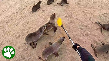 Kayaker in Desperate Chase After Entangled Seal
