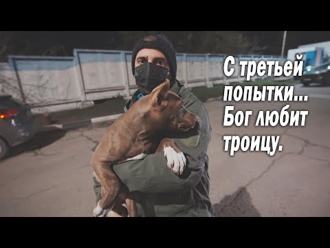 Видео: Щенок питбуля ВЕГАС с третьей попытки нашел свой новый дом !!!