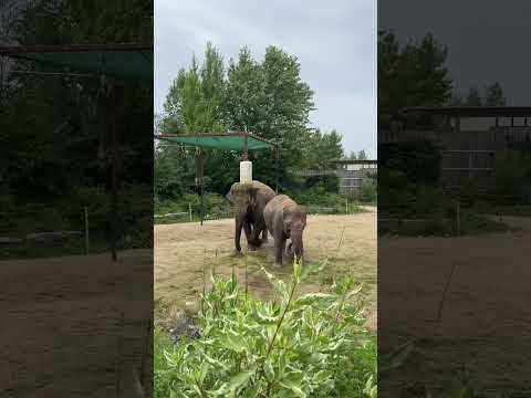 Videó: African Lion Safari Ontarióban