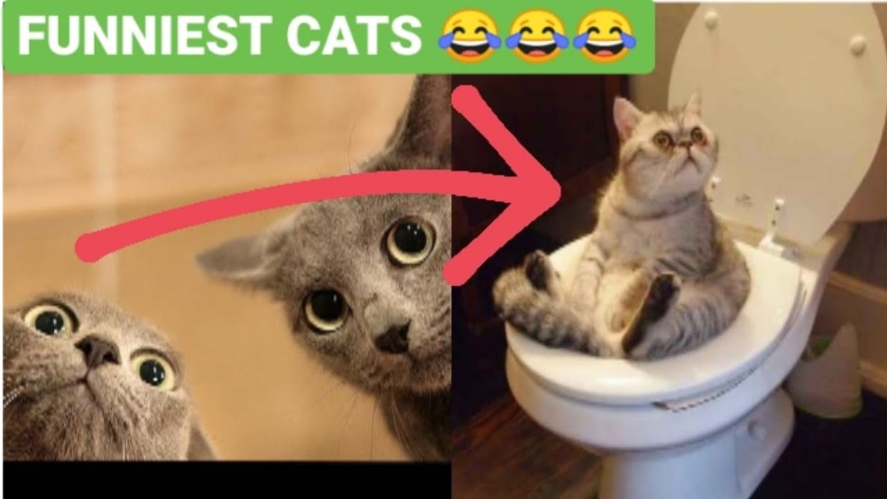 Cats Will Make You Laugh 😂 - Cute And Funny Cats Videos 😍 | Animal ...