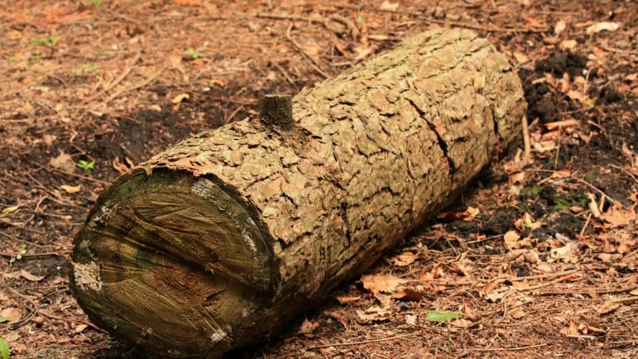 Handsaw Sawing Wood Sound Effect