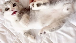 【鳴き声】かわいい子猫が『にゃー』とはじめて大きな声で鳴いた日【短足ミヌエット】 by 猫のMOONY 536 views 2 years ago 2 minutes, 27 seconds