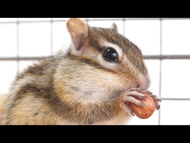 食いしんぼうリス☆抹茶どんぐり りすとどんぐり Mセット 5種: スイーツ・洋菓子 | スイーツ