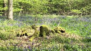 Woodland Walk in Bluebell Season in the UK #Spring #Bluebells #April #nature #walking #woodland