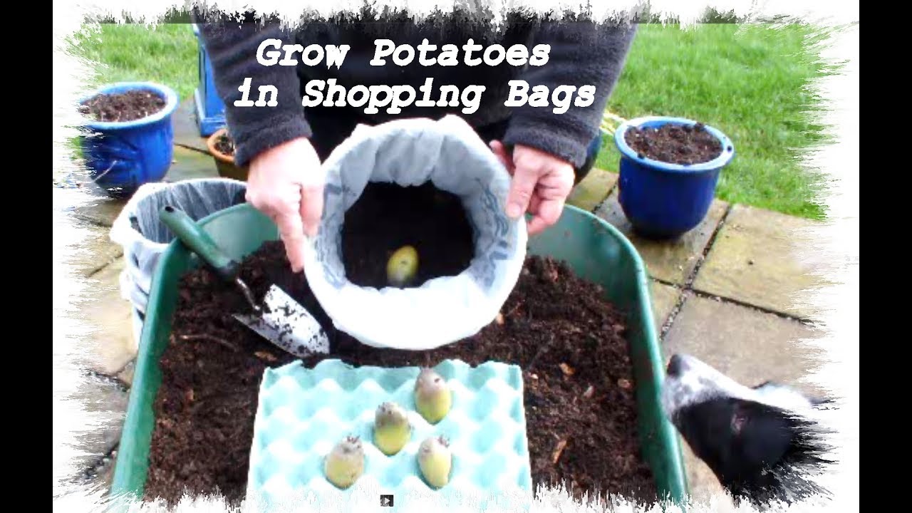 Grow Potatoes in shopping bags, Let's get started YouTube