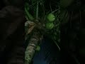 Freshbuko Sa Harap Ng Bahay Delicious Highlightseveryone Freshbuko Sa Harap Ng Bahay Delicious Highlightseveryone