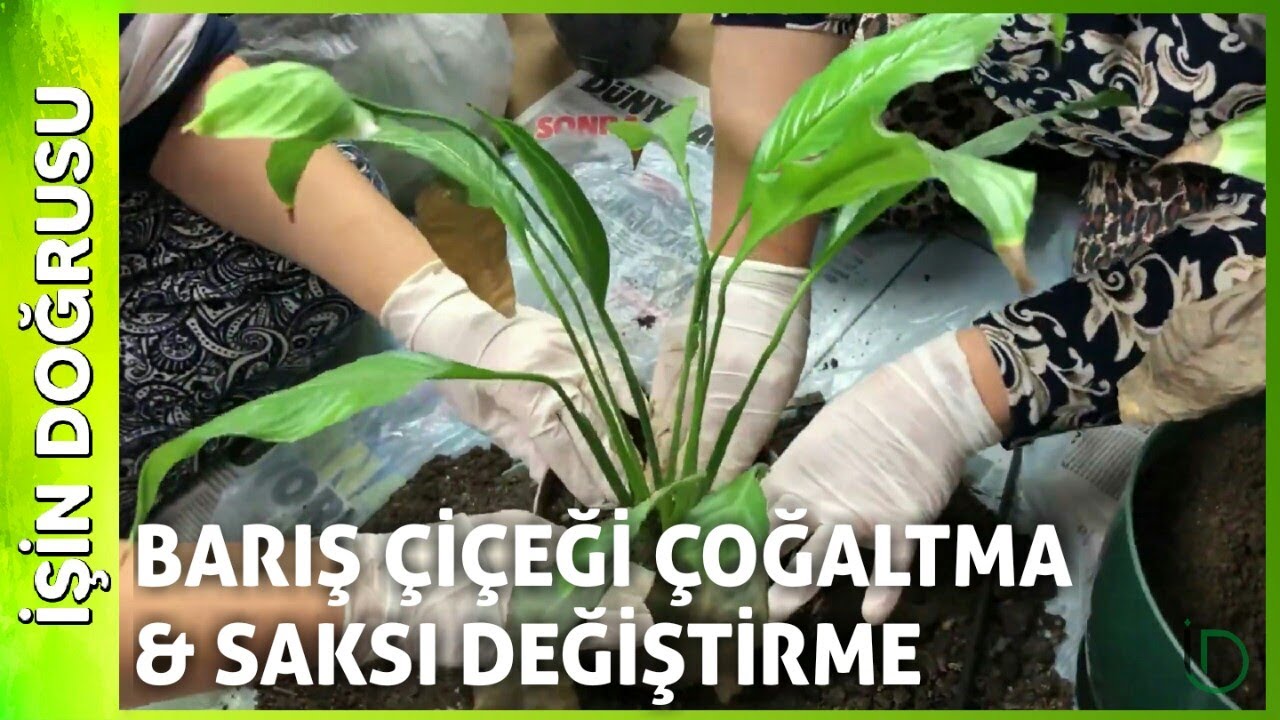 Barış Çiçeği Nasıl Çoğaltılır? | Spathiphyllum Saksı Değişimi