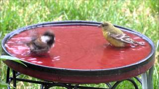 Chestnut-backed Chickadee -  big splash in small water