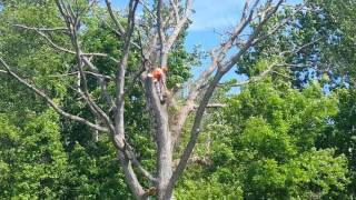 Alpha Tree Service