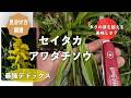 【野草術】最強デトックス！「セイタカアワダチソウ」春から初夏食べられる野草レシピ！Goldenrod tempura