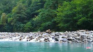 Sounds of the Mountain River and the Singing of Forest Birds. 1 hour of deep relaxation and sleep