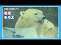 【ママLOVE 後編】ホッキョクグマ「モモ太」 男鹿水族館GAO