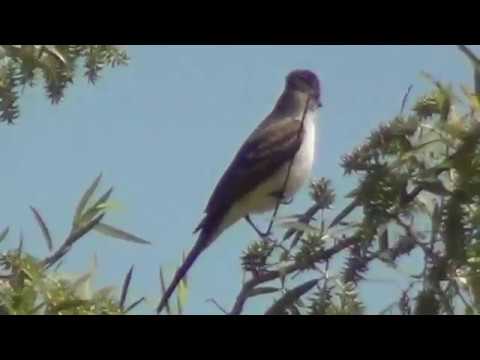fauna hodel father North American Wildlife --- Ash-Throated Flycatcher, roosting, grooming, regurgitating seeds
