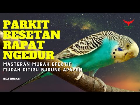 PARKIT GACOR ! full materi tembak beset crecet masteran murai C ijo anis kacer / Budgie Parakeet